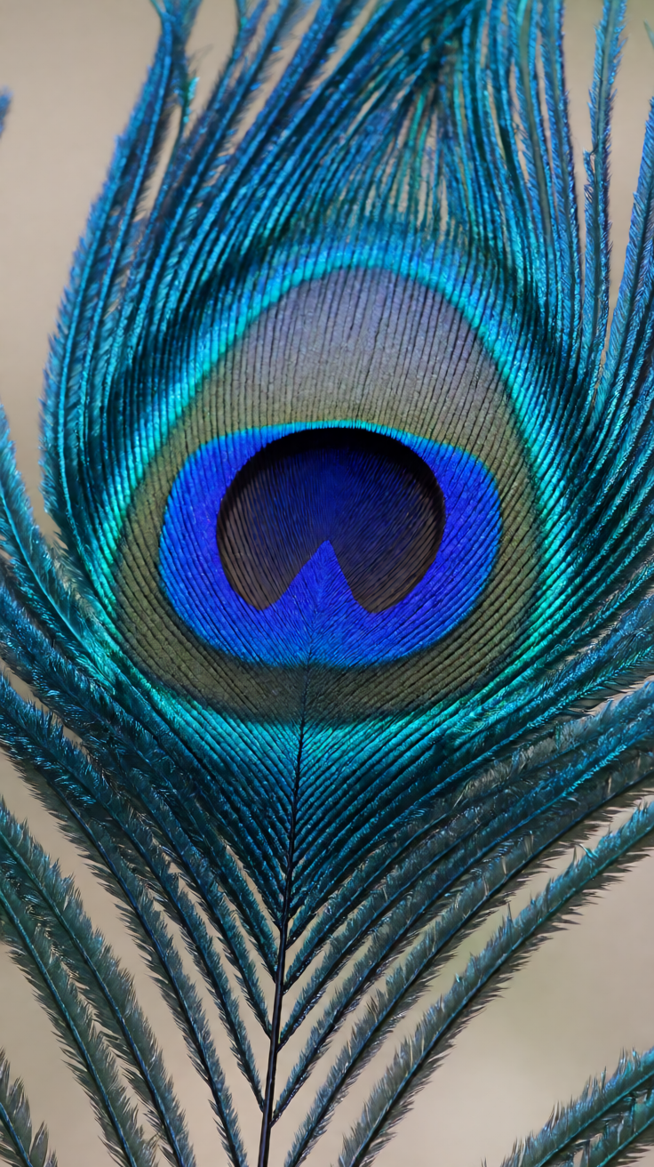 Blue peacock feather macro Wallpaper